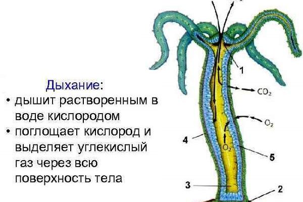 Как пополнить кошелек на кракене